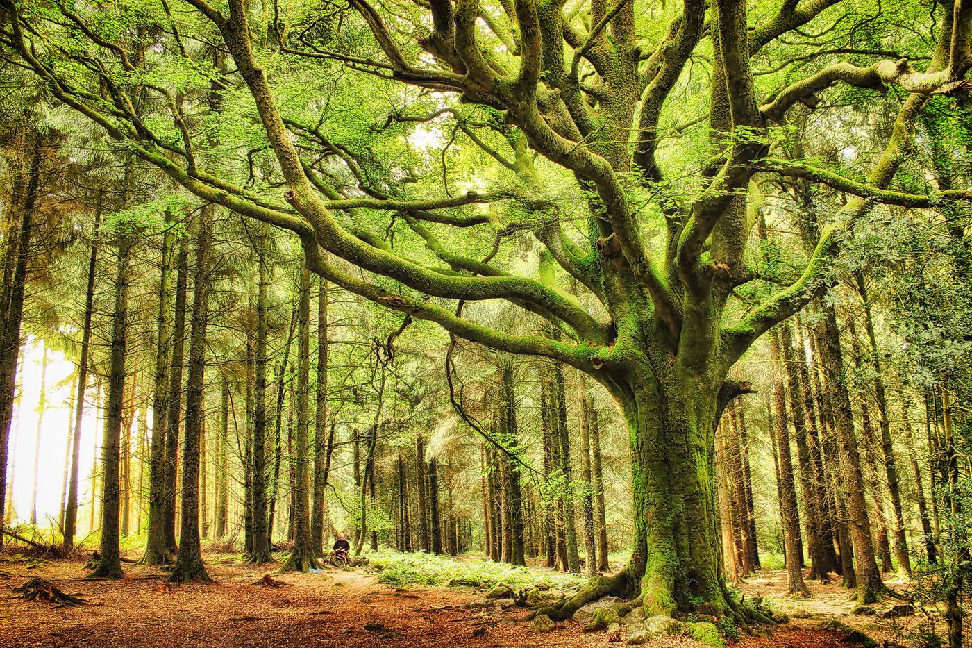 Brocéliande