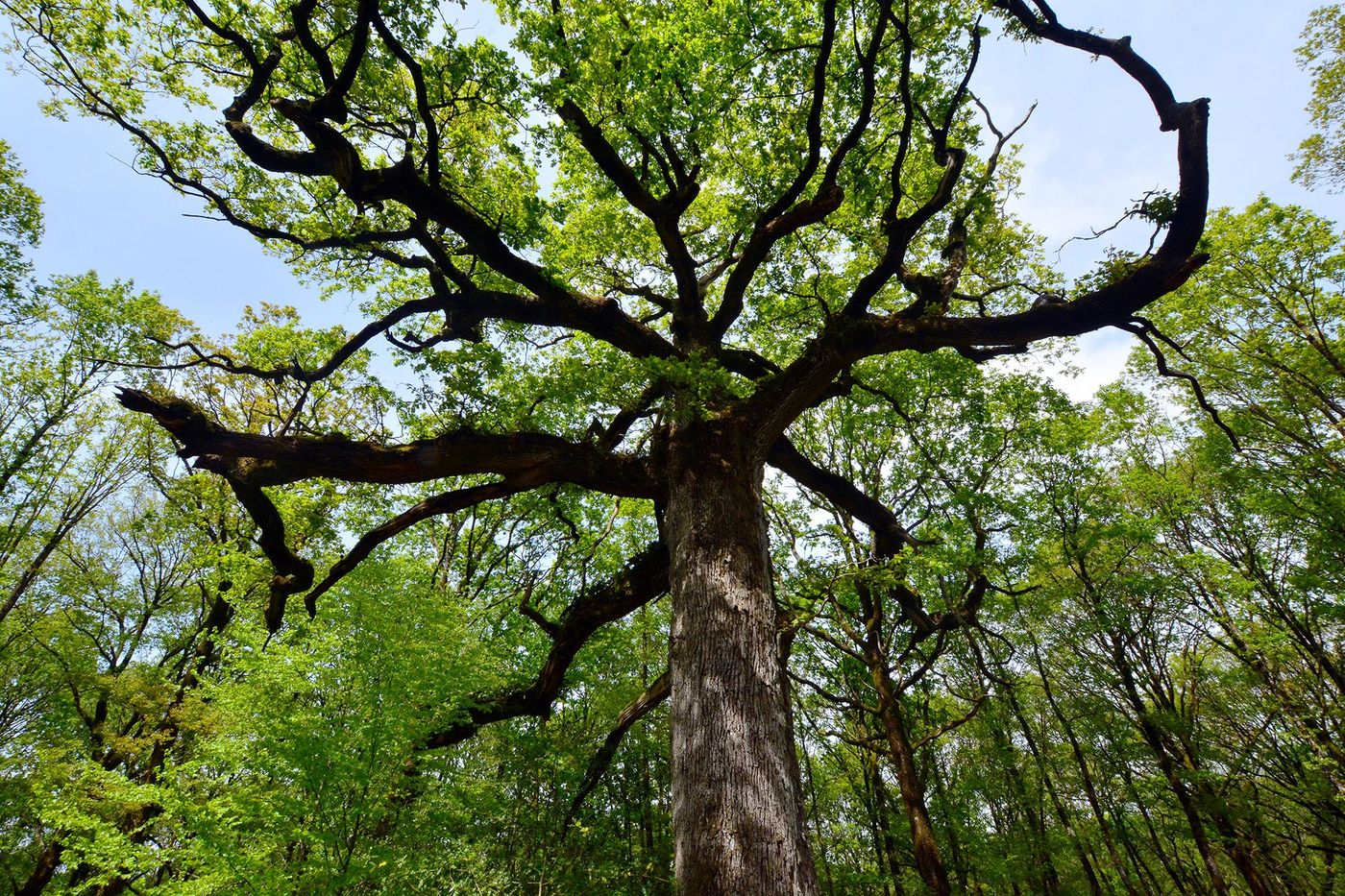 Brocéliande Chêne des Hindrés