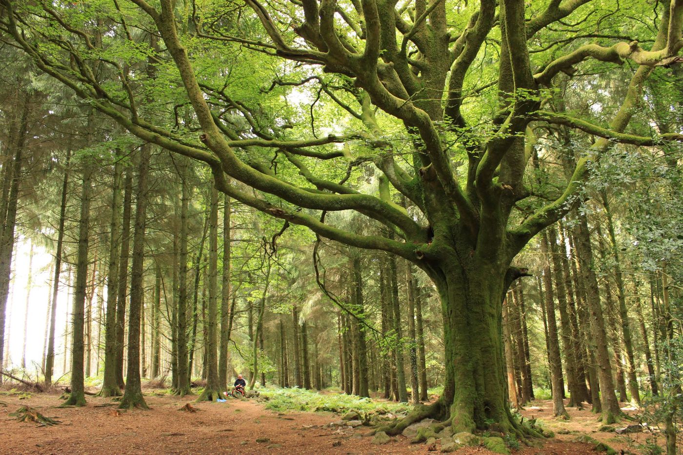 Broceliande Forêt Bretagne