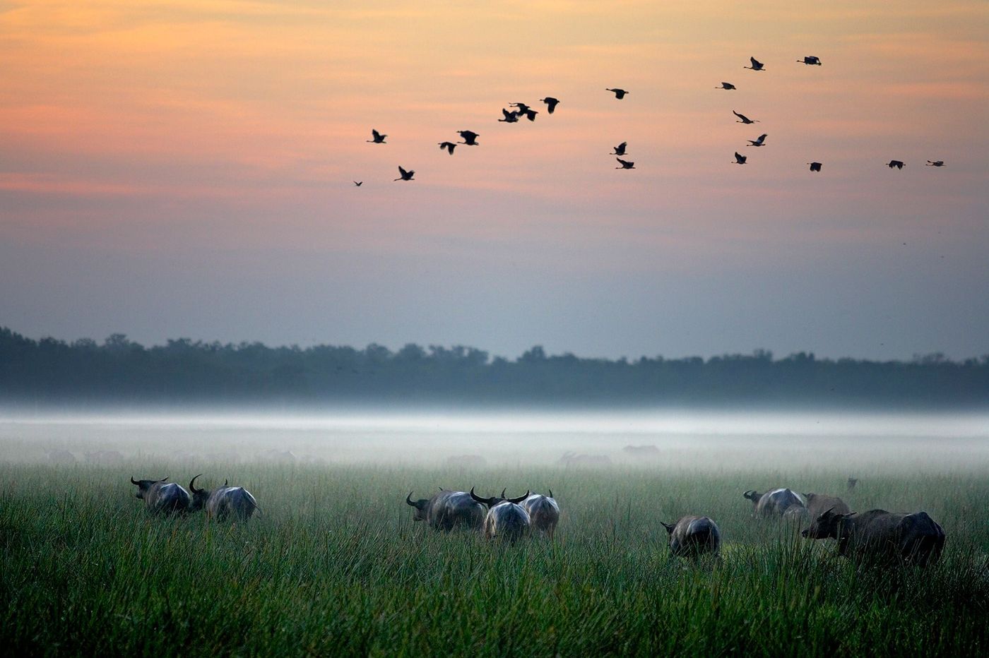 Buffles et oies sauvages, Bamurru Plains, Territoire du Nord