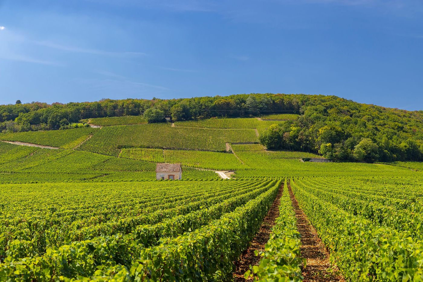 Côte de Nuits