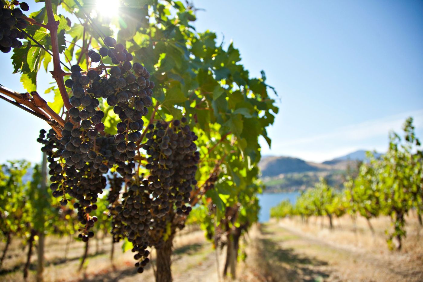 Vallée Okanagan Vignoble Blasted Church