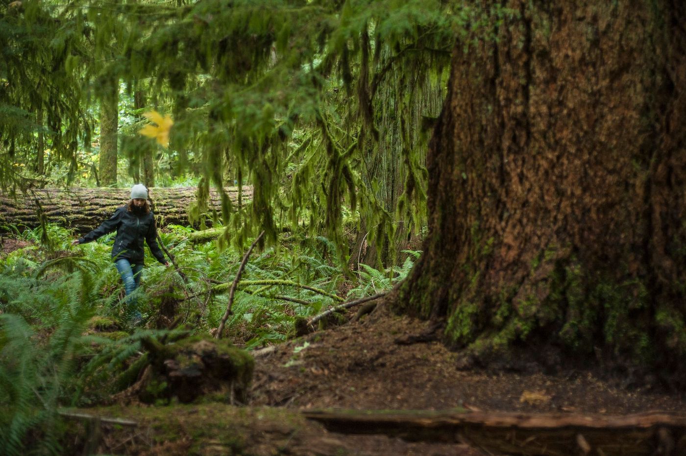 Cathedral Grove Macmillan Provincial Park