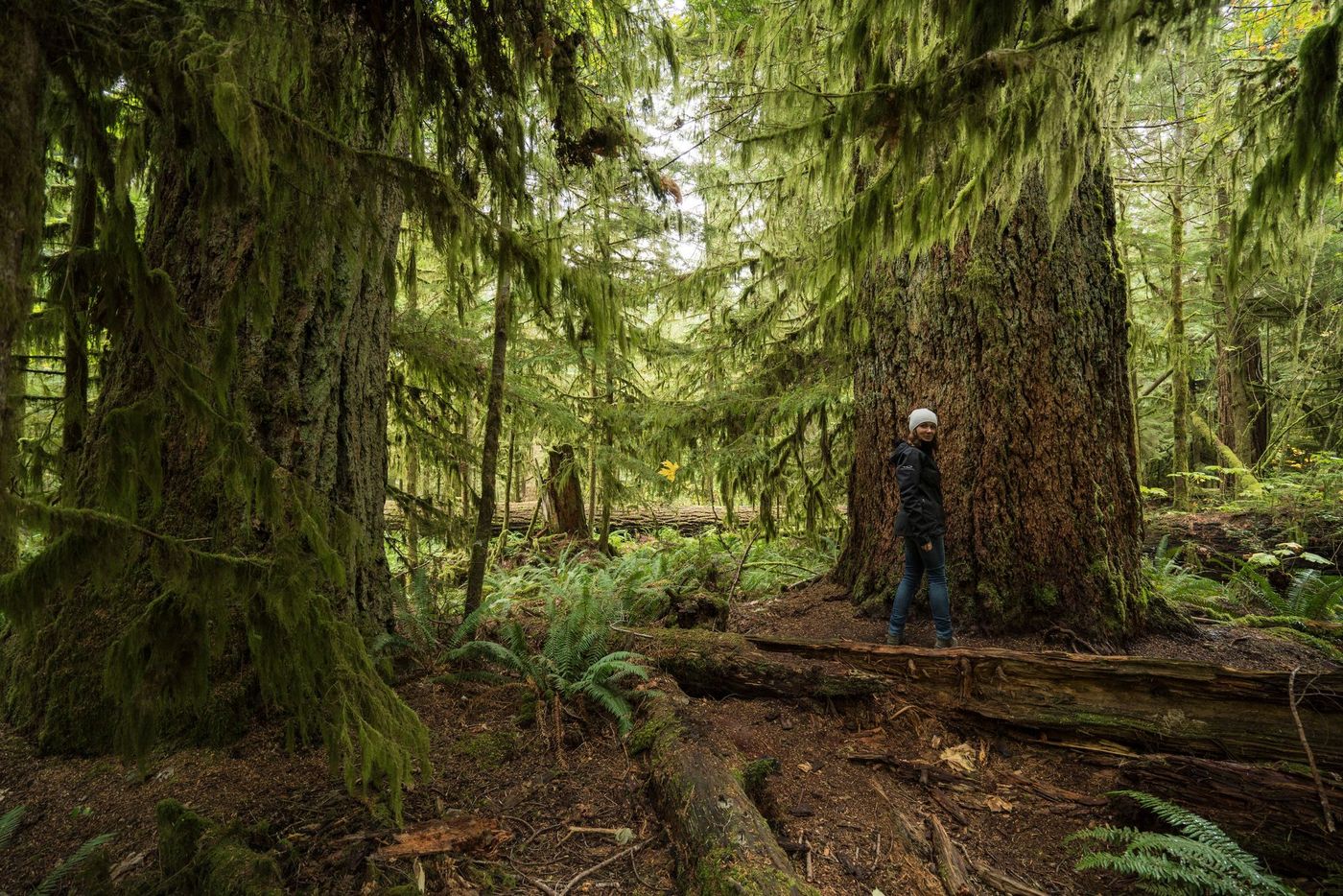 Colombie-Britannique Cathedral Grove Macmillan Provincial Park