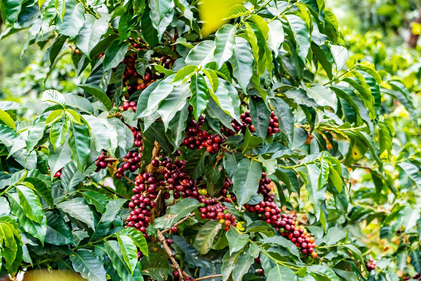 Café bourbon