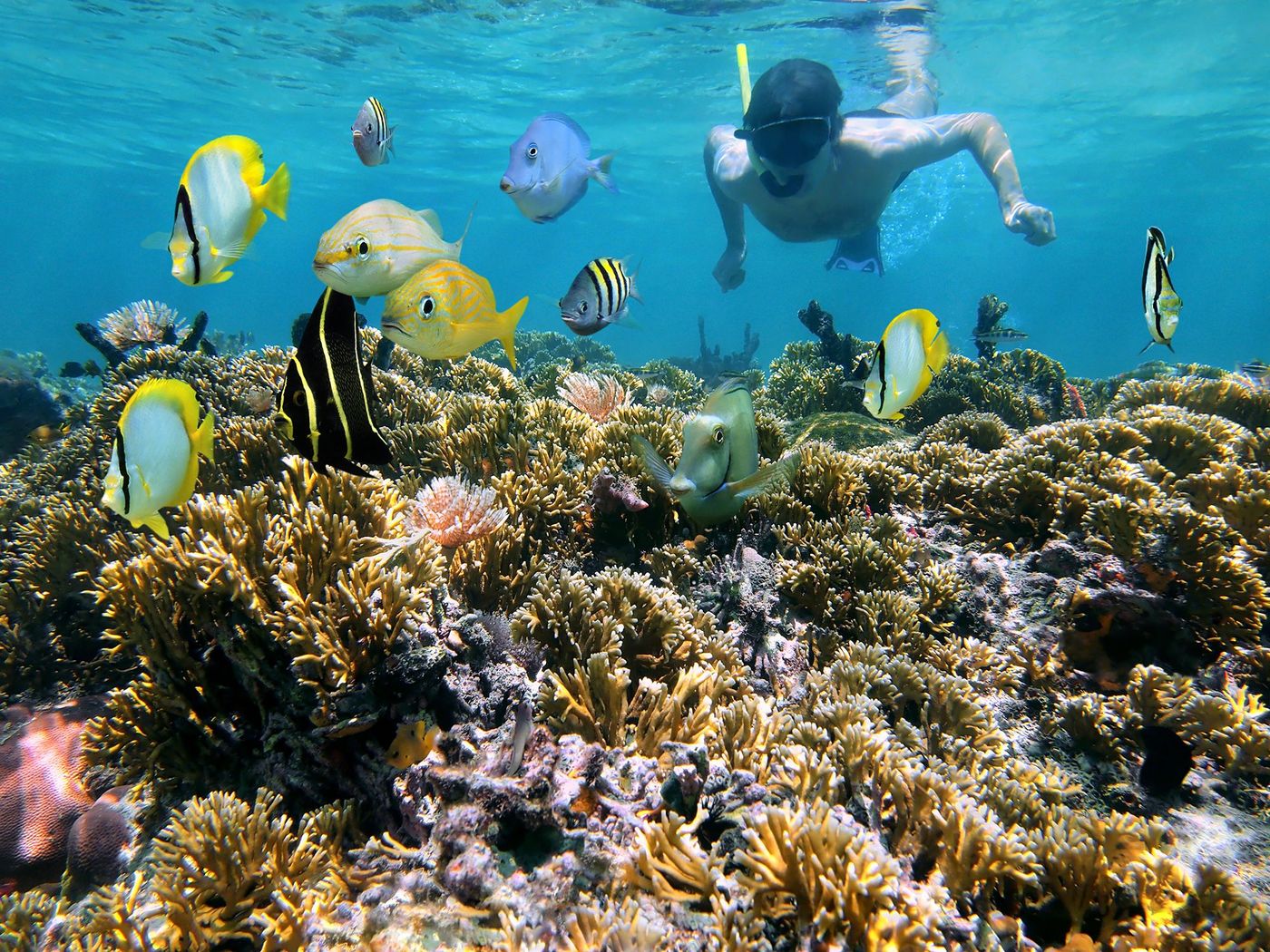 Cahuita - snorkeling