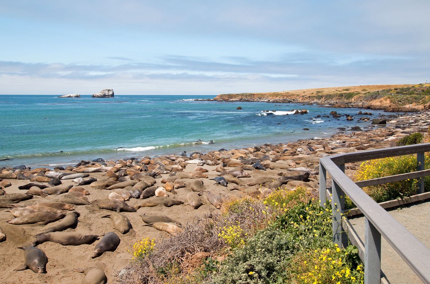 Californie Piedras Blancas Eléphants de mer