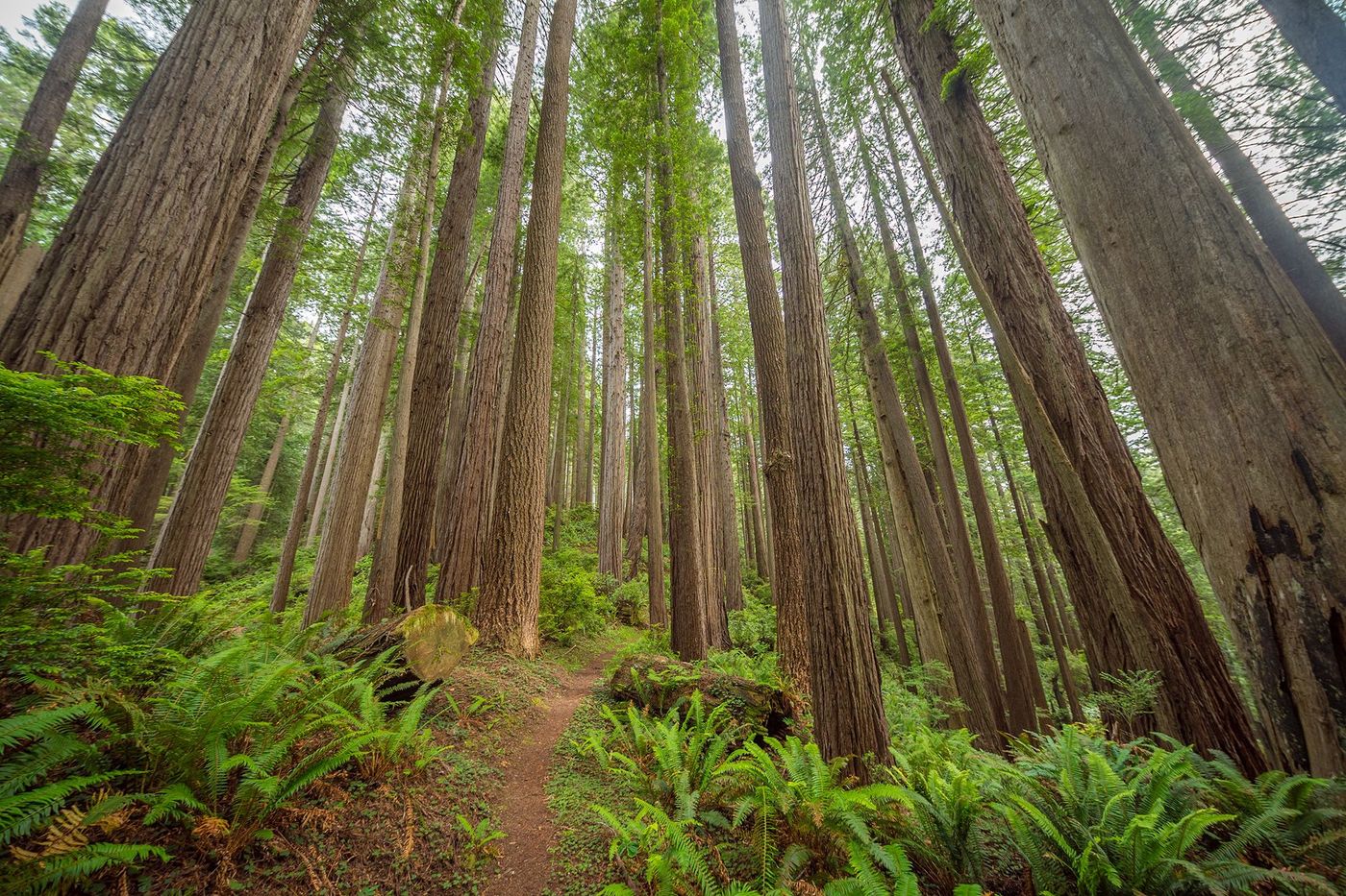 Californie Redwood National Park