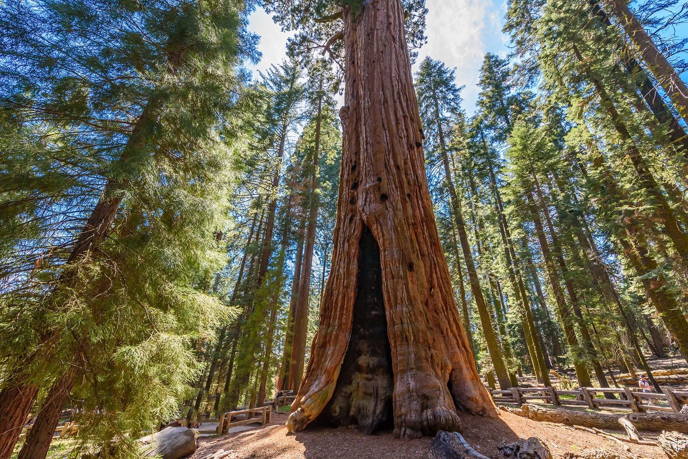 Californie Sequoia National Park General Sherman