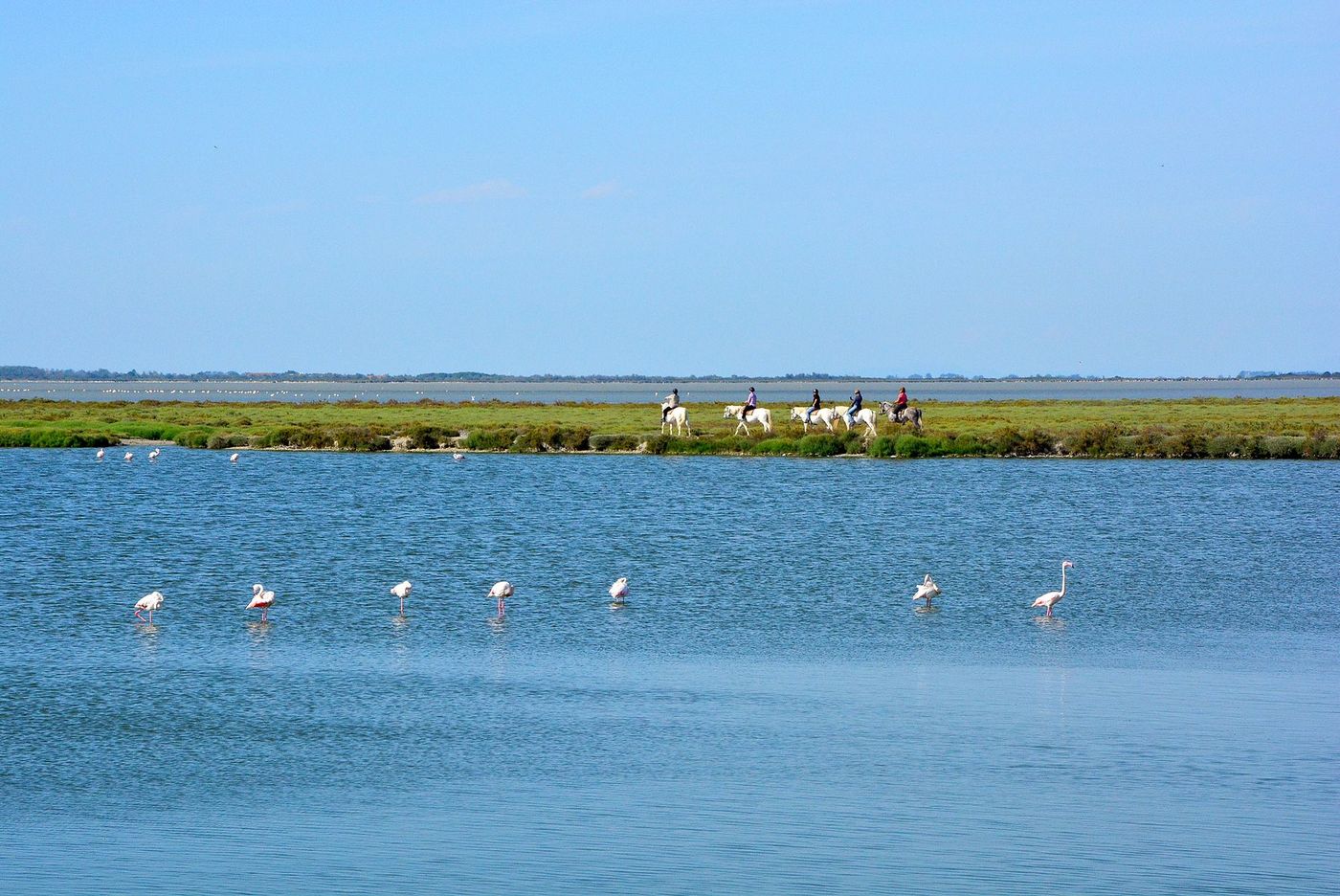 Camargue Balade Cheval