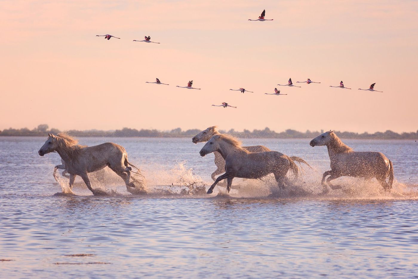Camargue Chevaux