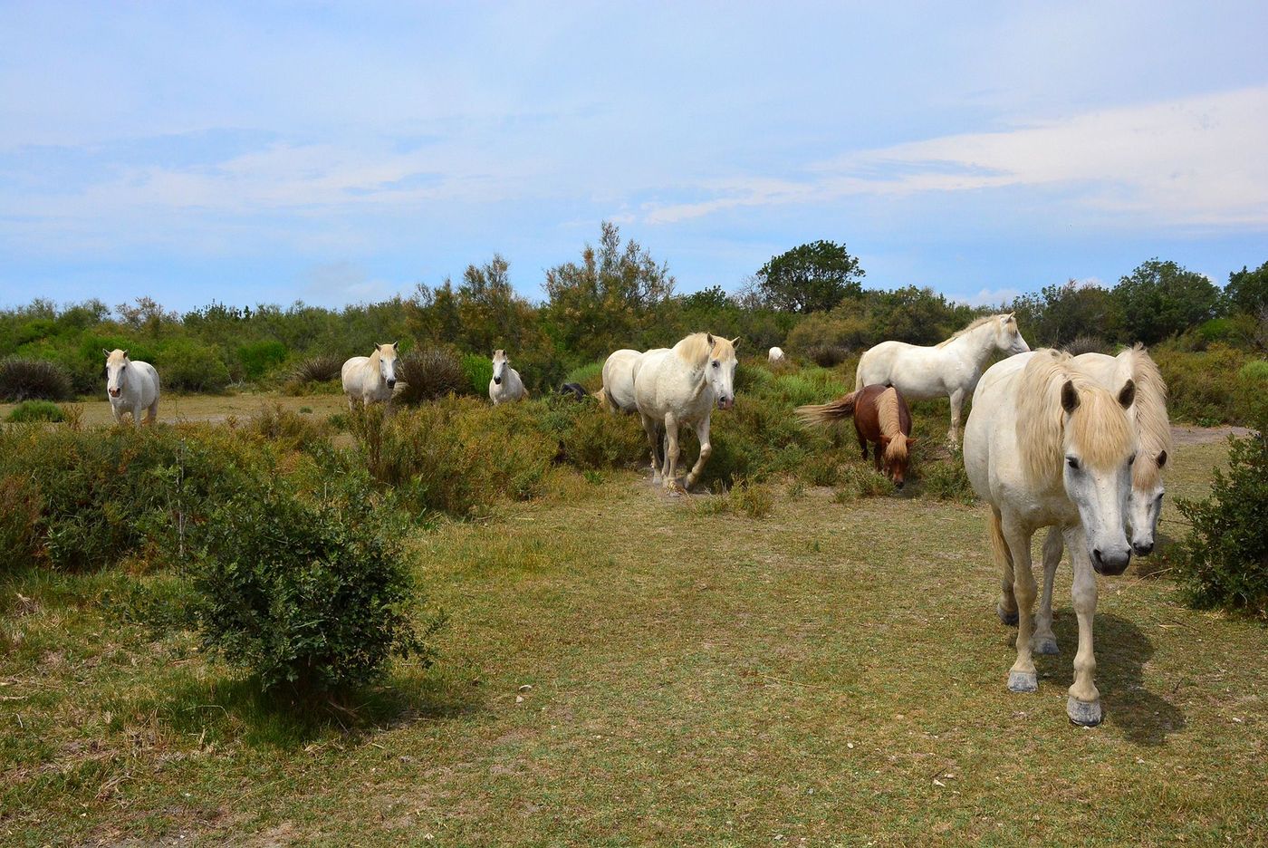 Camargue Domaine de la Palissade