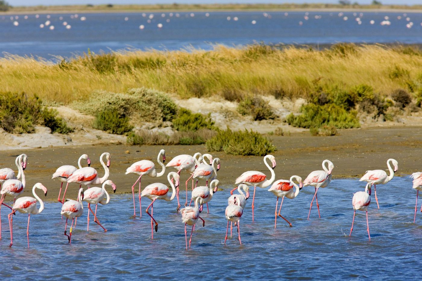 Camargue Flamants Roses Parc