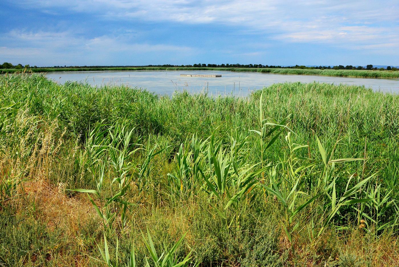 Camargue Marais du Vigueirat