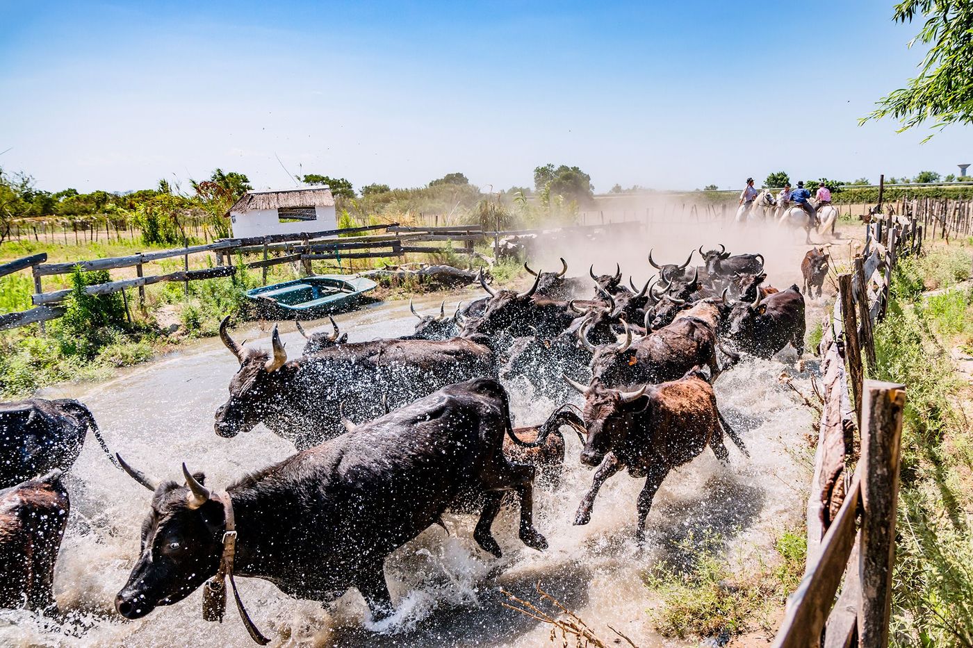 Camargue Taureaux