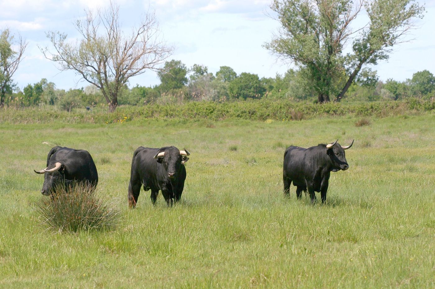 Camargue Taureau