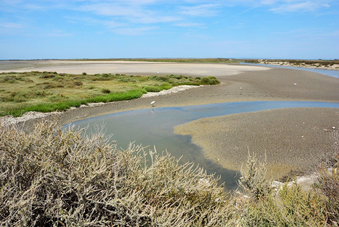Camargue