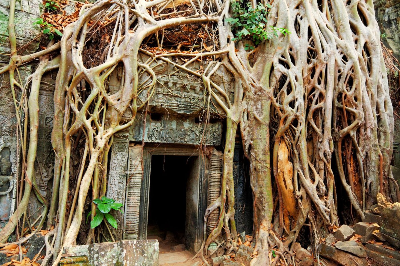 Cambodge Angkor Ta Prohm
