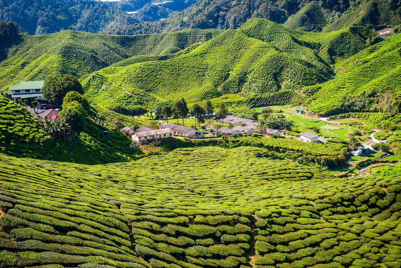 Malaisie Cameron Highlands