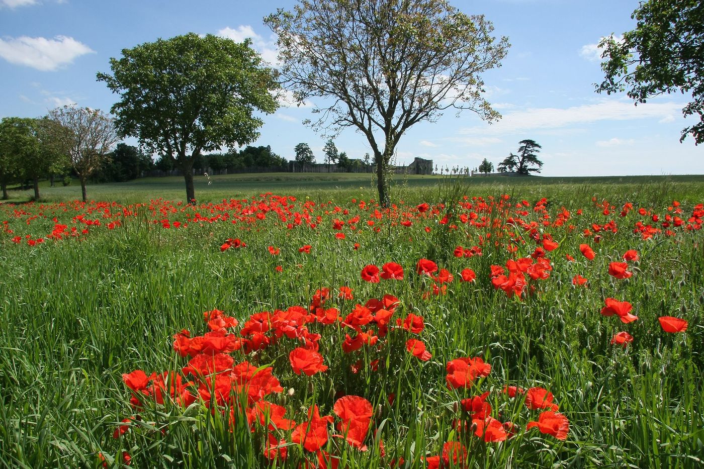 Campagne autour de Provins