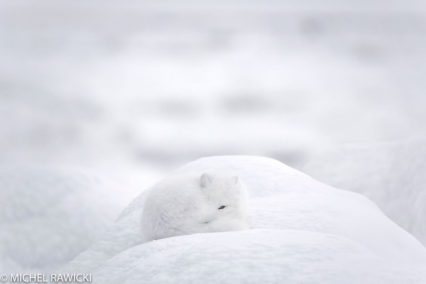 Renard polaire au Manitoba, Canada