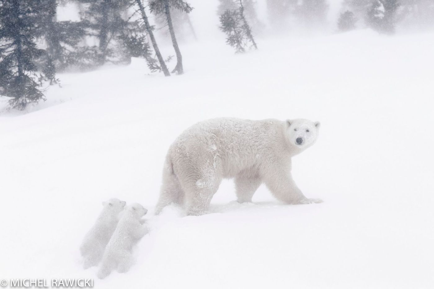 Ours polaire et ses oursons au Wapusk National Park, Manitoba, Canada