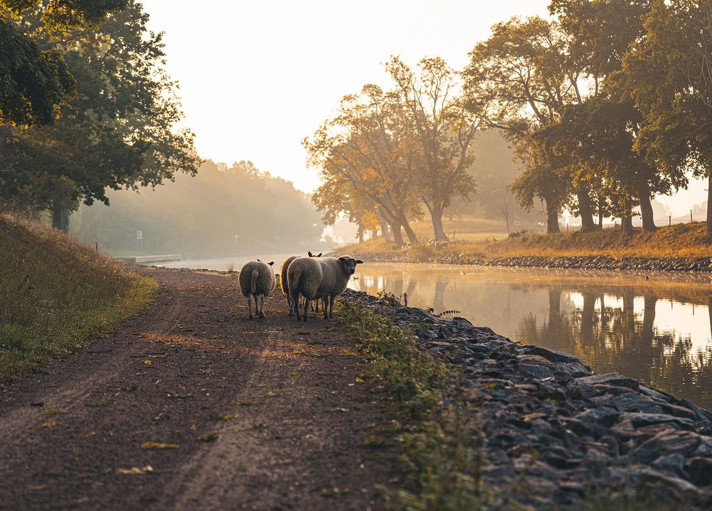Canal Göta - lever de soleil avec moutons