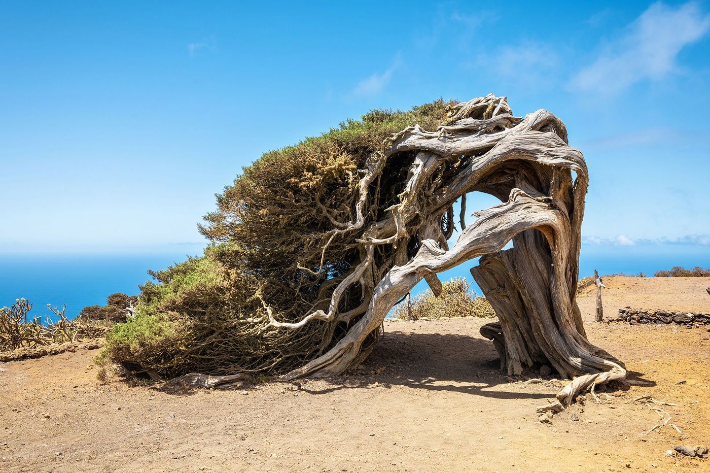 El Hierro Sabinar de la Dehesa
