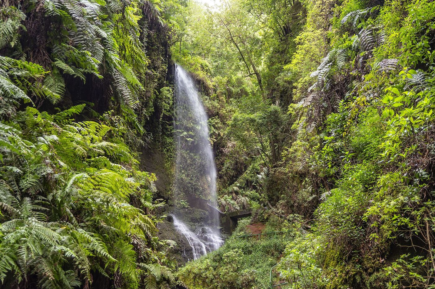 La Palma Bosque Los Tilos