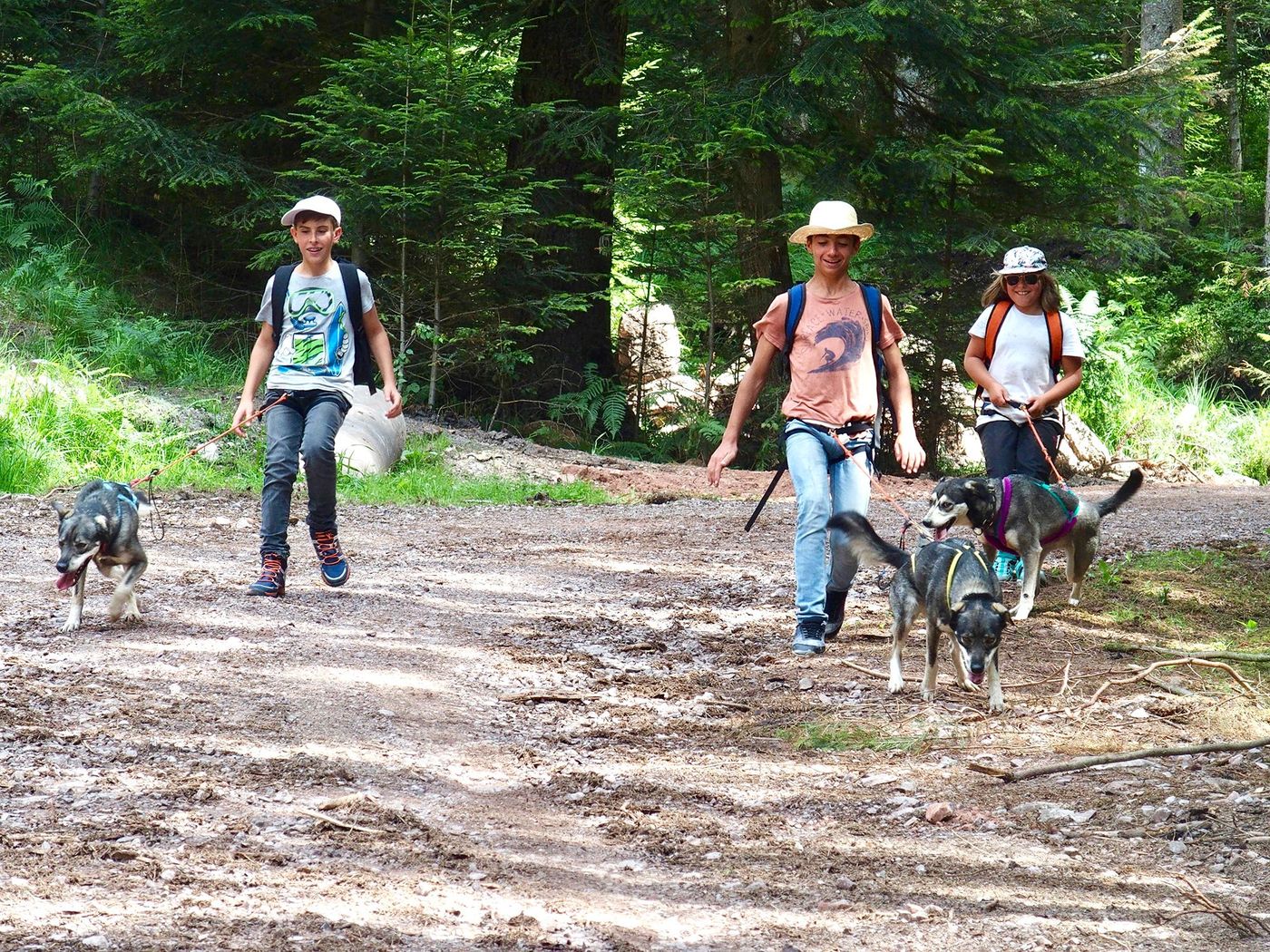 Canirando dans les Vosges