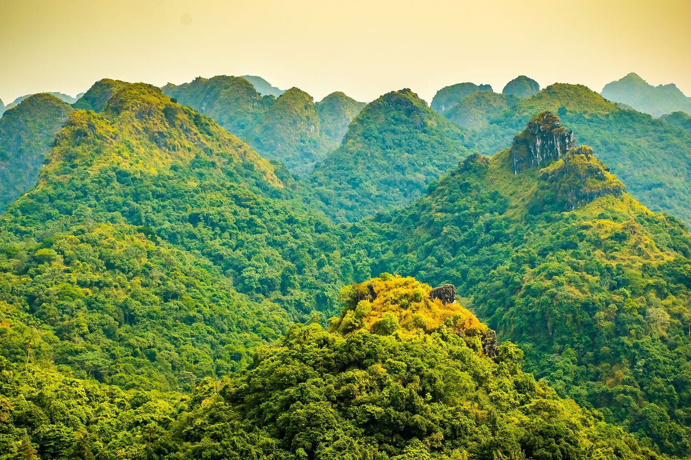 Cat Ba - forêt tropical
