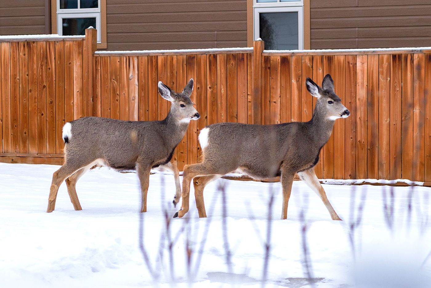 Cerfs de Virginie à Banff