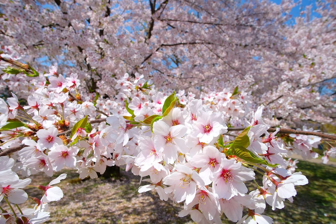 Japon Cerisier en fleurs