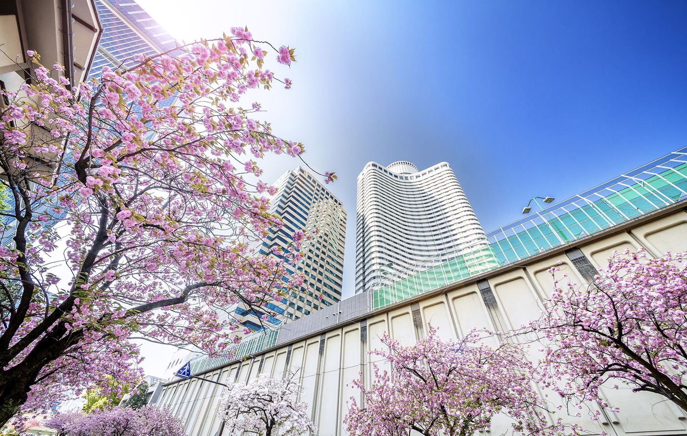 Cerisiers à Tokyo