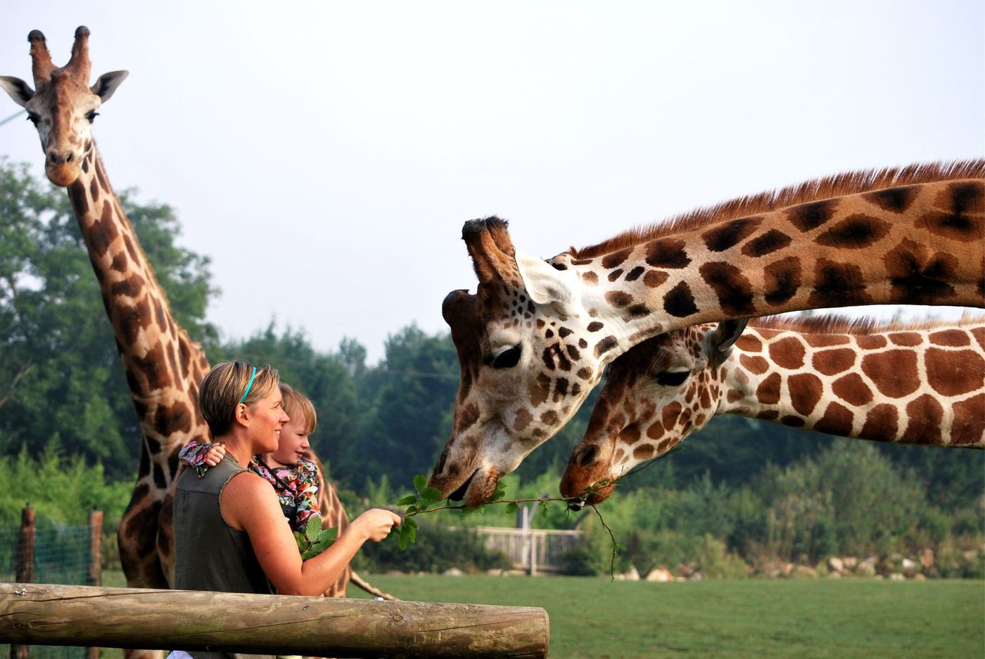 Cerza Zoo Calvados