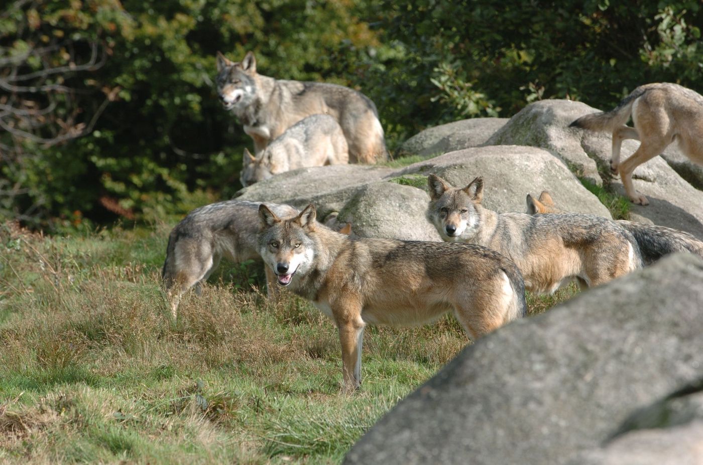 France Forêt de Chabrières parc animalier des Loups-de-Chabrières