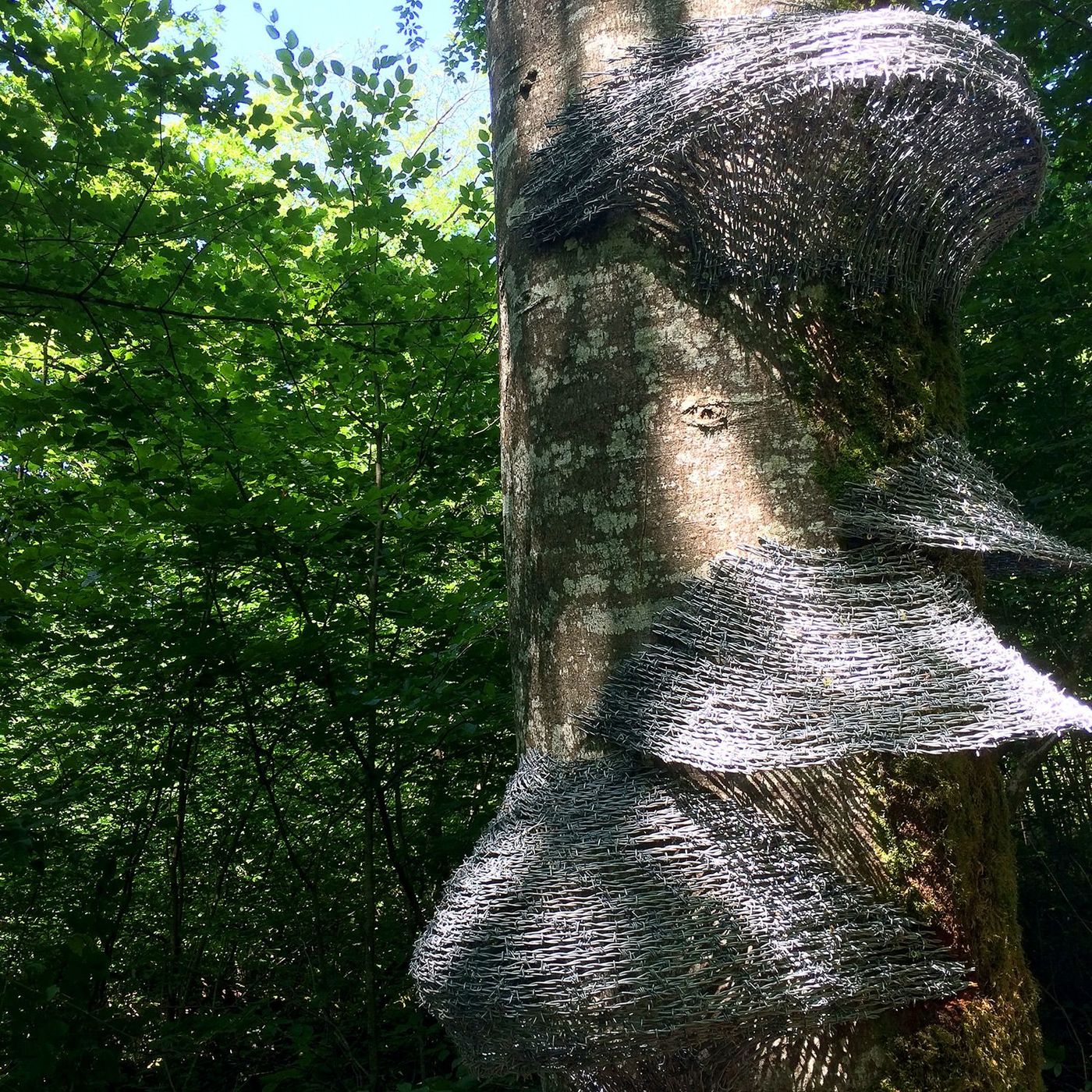 Champignons par Abdul Rahman Katanani