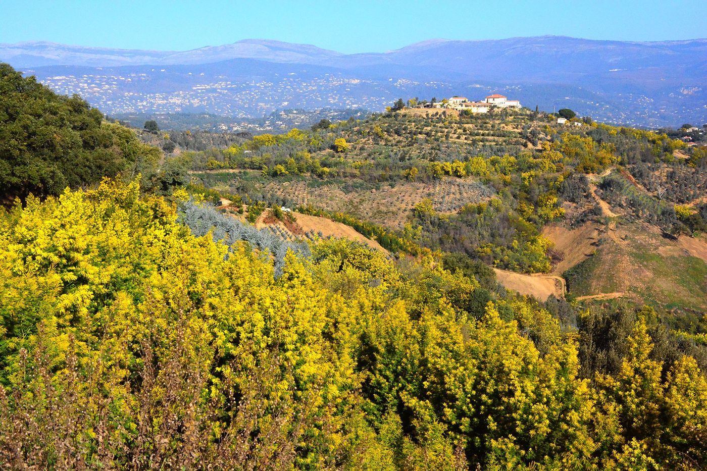 Champs de mimosa