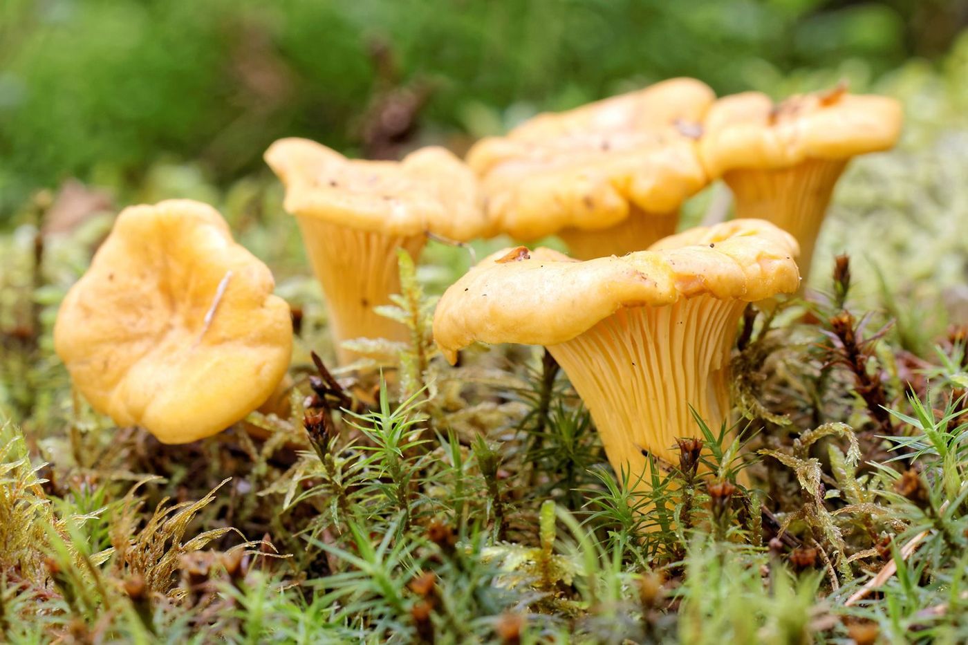Champignon Chanterelle Girolle