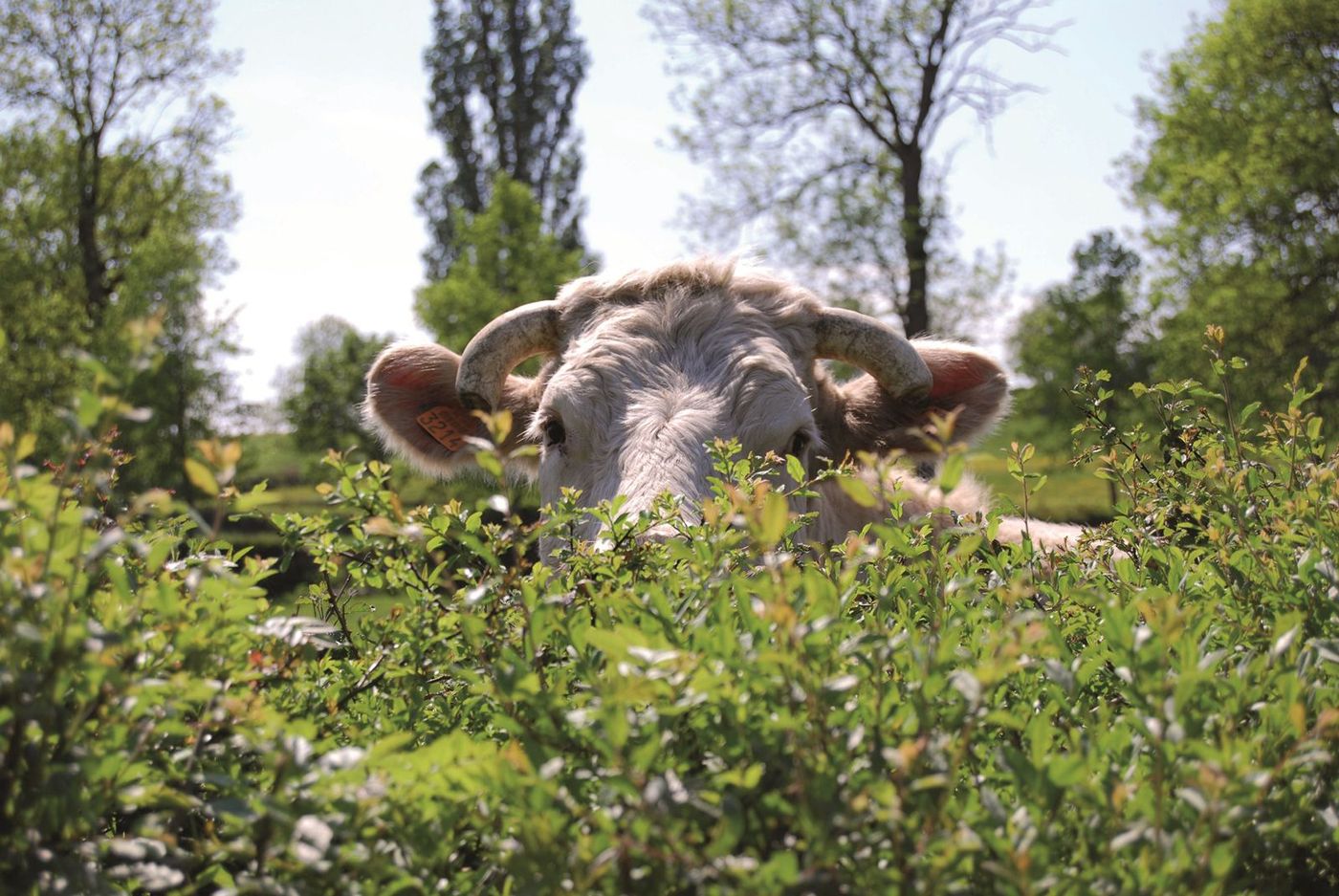 Charolais Vache