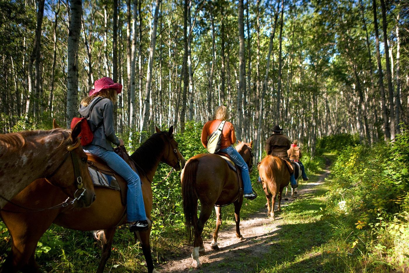 Saskatchewan Cheval dans le Parc national de Prince-Albert