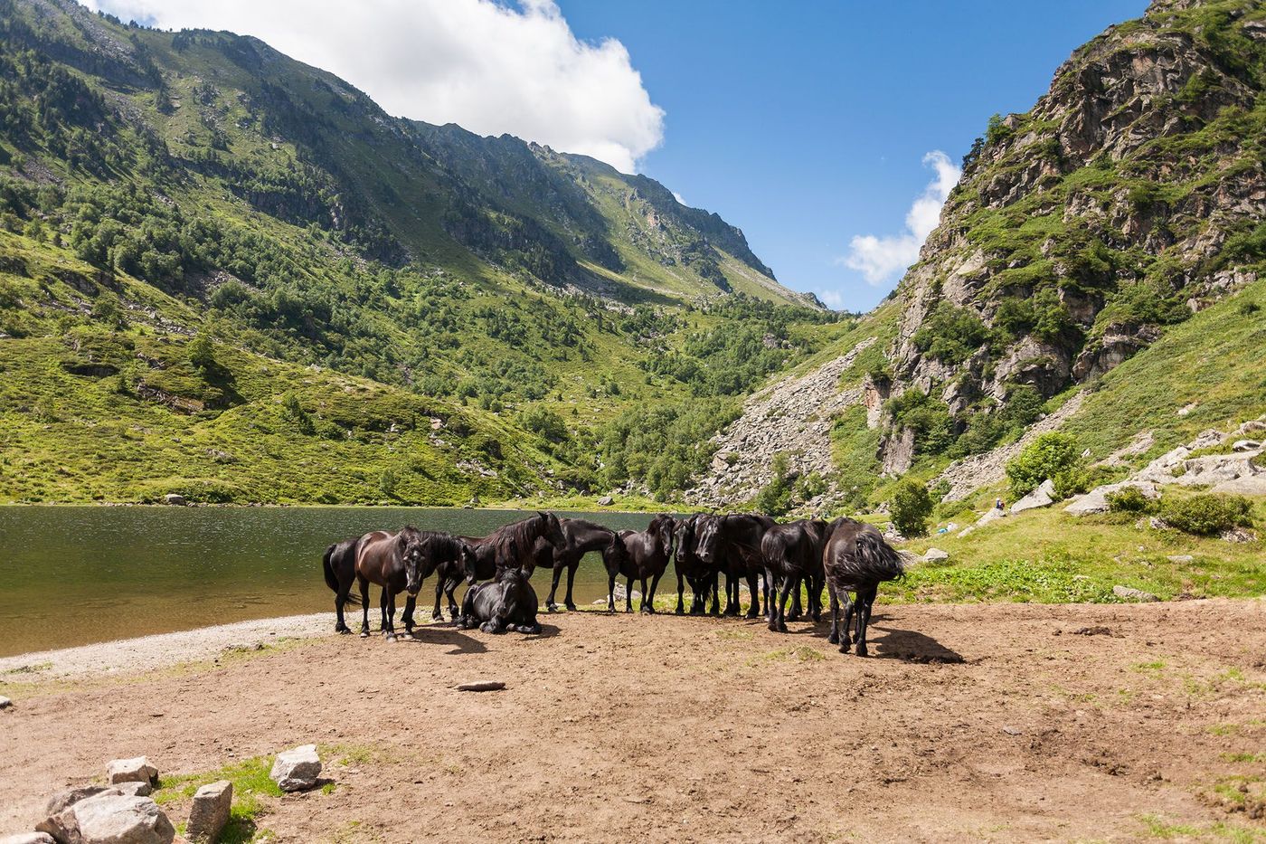 Chevaux de Mérens, Ariège