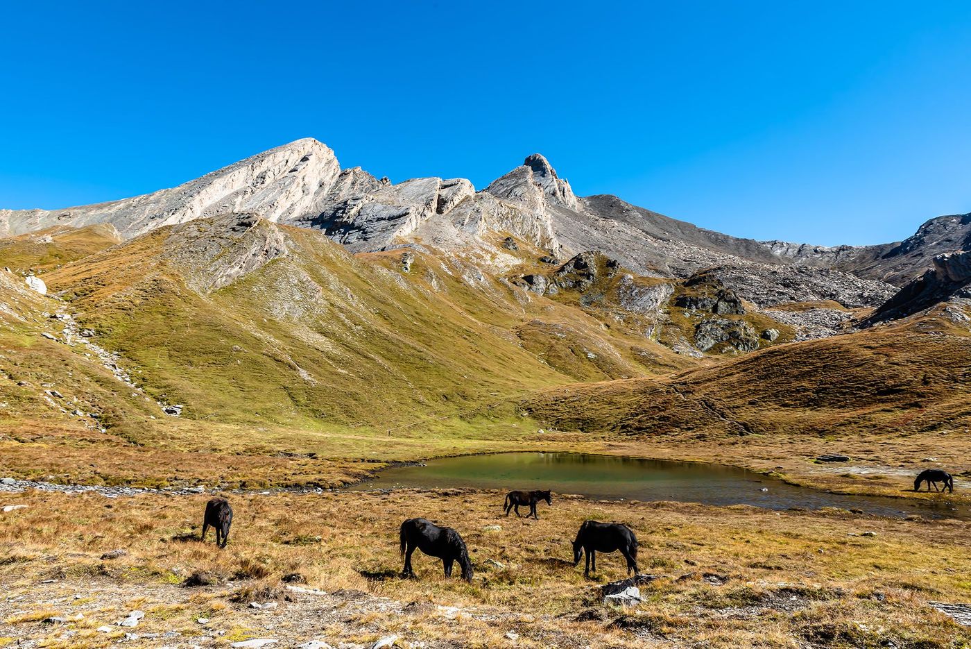 Chevaux près de Mérens-les-Vals