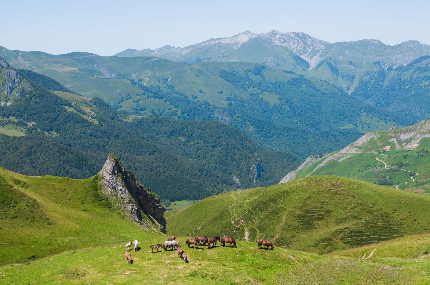 Chevaux sauvages près du col de Soulor