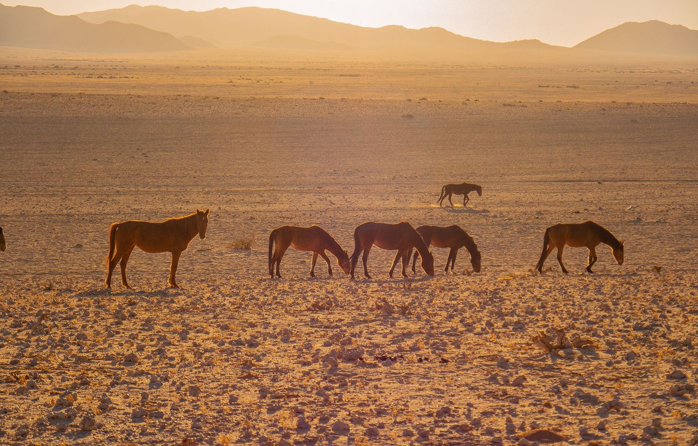 Chevaux sauvages