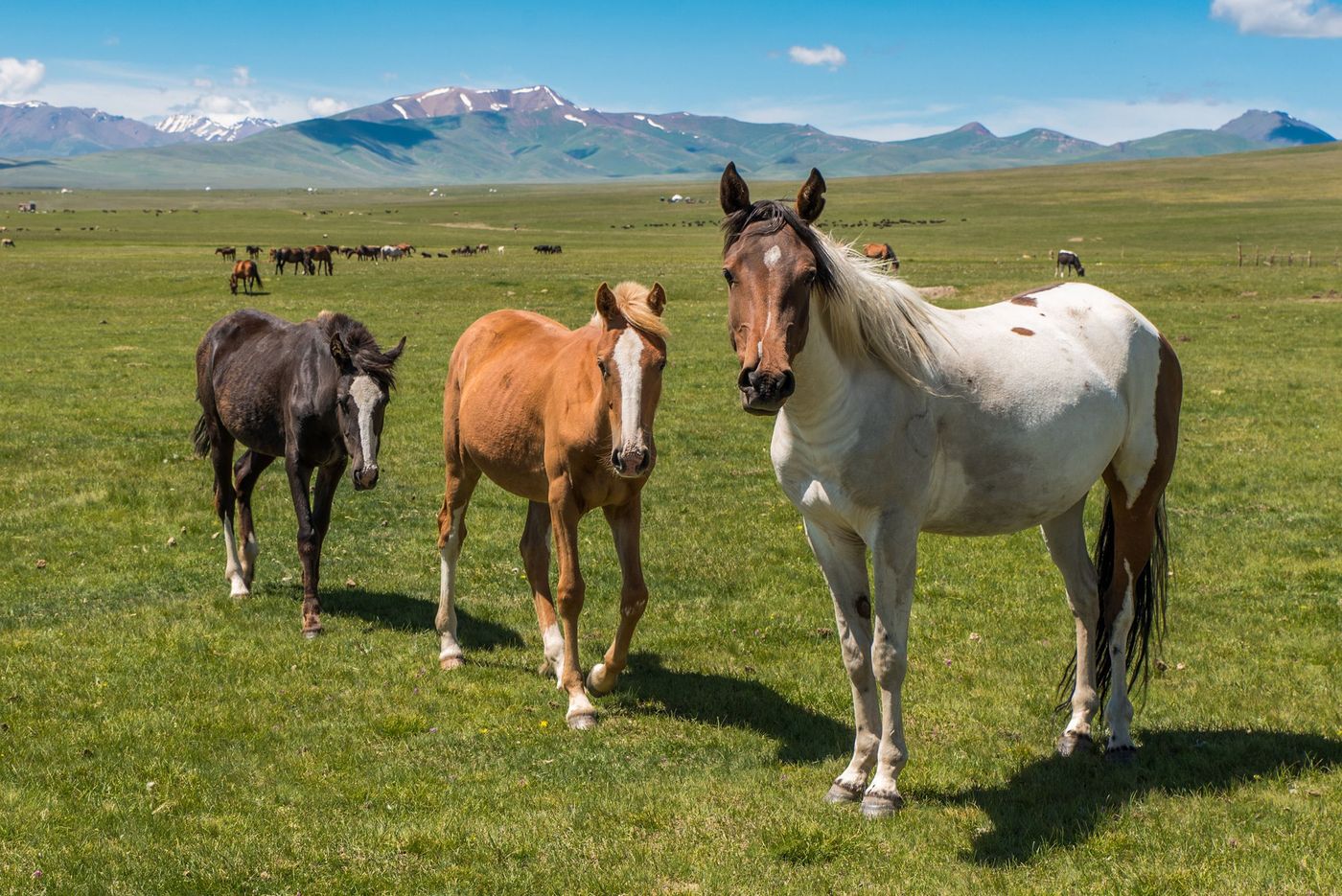 Kirghizistan Lac Song Kol Chevaux
