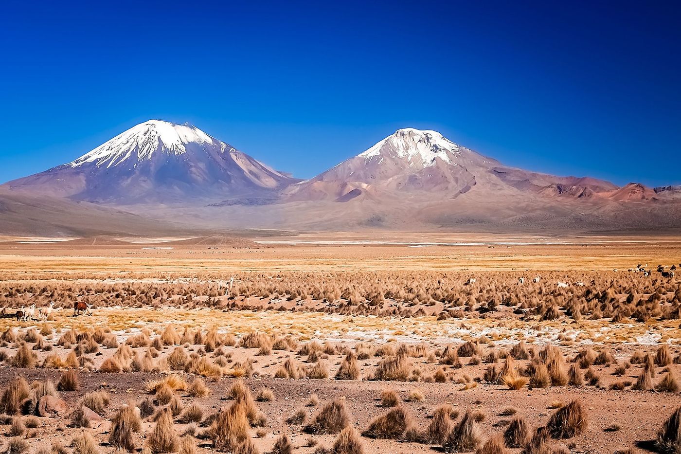 chili volcans parinacota sajama