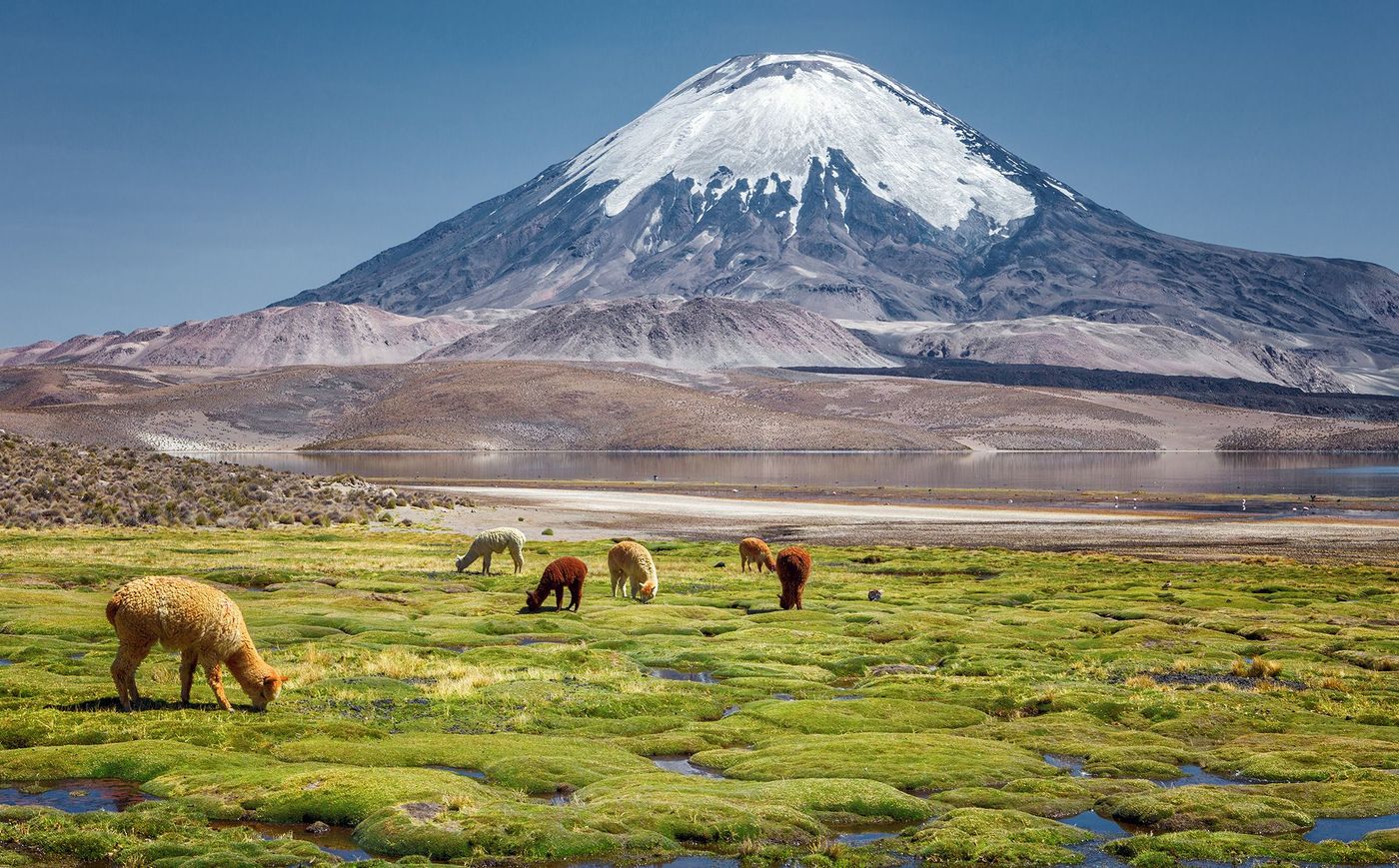 chili parinacota