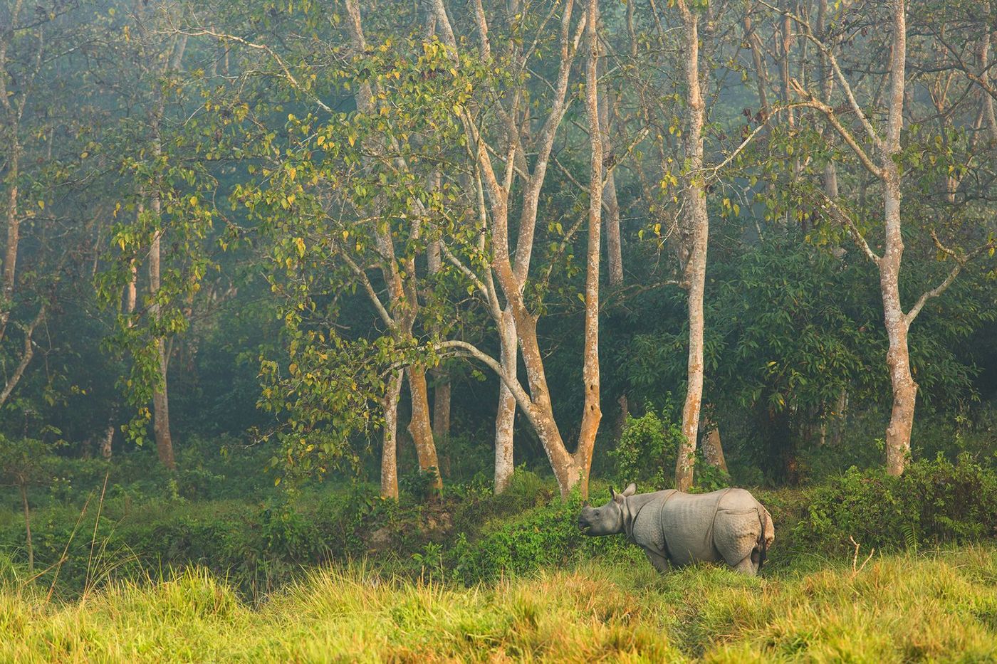 Népal Parc de Chitwan