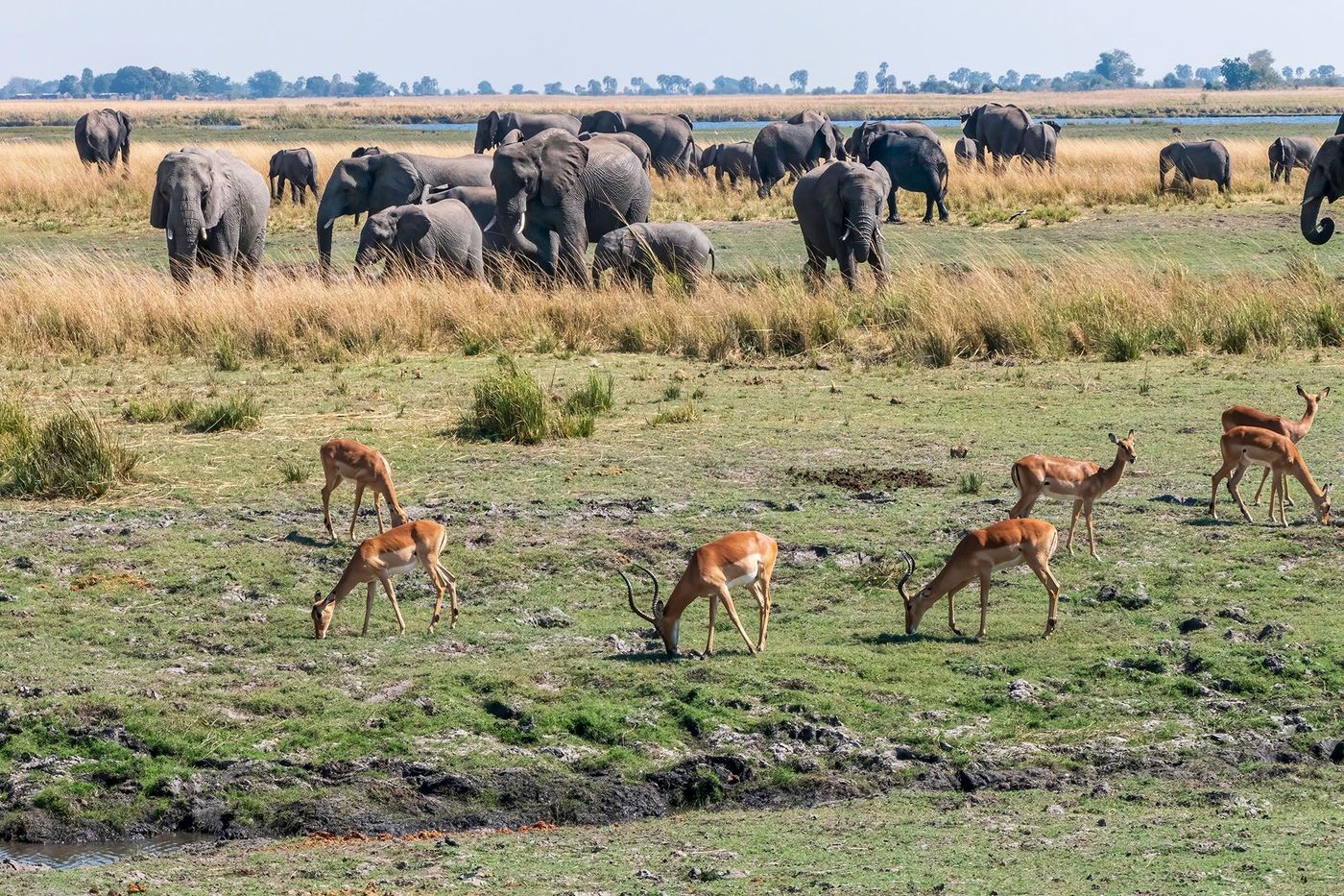 Des impalas paissent dans le vaste parc national de Chobe - Botswana